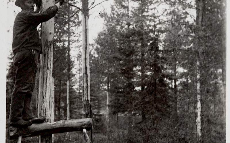 Tervaspuiden kolontaa renkulta valtakunnallisen metsienarvioinnin aikana Suolijärven kylässä. Seppänen, Vilho, kuvaaja 1927 Museovirasto