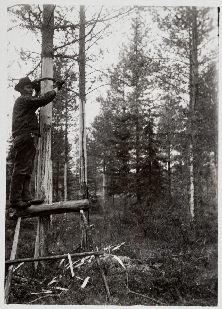 Tervaspuiden kolontaa renkulta valtakunnallisen metsienarvioinnin aikana Suolijärven kylässä. Seppänen, Vilho, kuvaaja 1927 Museovirasto